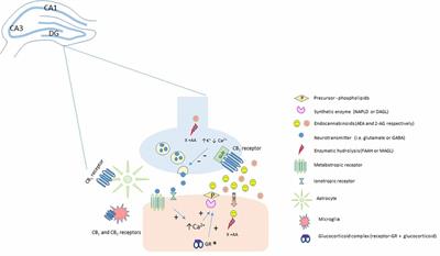 Cannabinoid Modulation of the Stressed Hippocampus